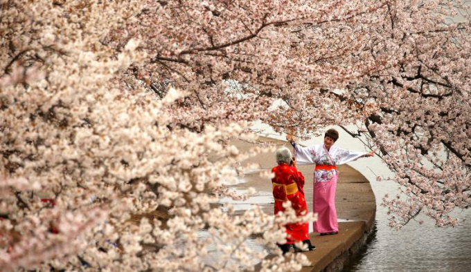 Người d&acirc;n mặc trang phục truyền thống Nhật Bản chụp ảnh c&ugrave;ng hoa anh đ&agrave;o.
