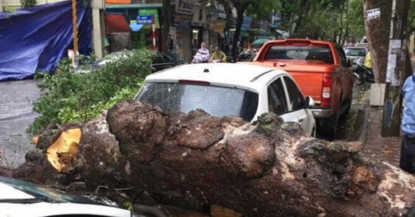 Hà Nội: Mưa lốc khiến cây xanh bị đổ đè bẹp “xế hộp”