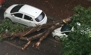 Hà Nội: Mưa lớn, cây đổ đè bẹp ô tô trên đường Phan Huy Chú