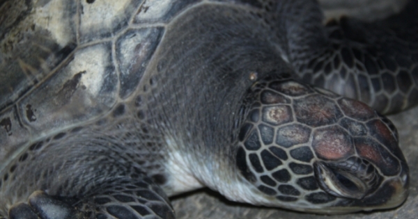 Quảng Bình: Giải cứu thành công rùa biển quý hiếm bị sa lưới ngư dân