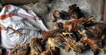 Gia Lai: 25 người ngộ độc sau khi ăn thịt gà chết