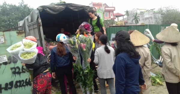 Hà Nội: Hoa ly rớt giá thê thảm, người dân rủ nhau "giải cứu"