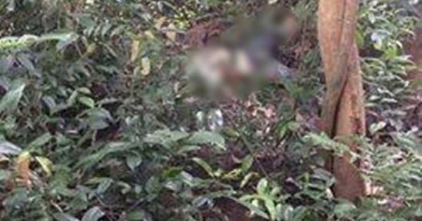 Lạng Sơn: Bàng hoàng phát hiện thi thể 2 bố con không còn nguyên vẹn khi đi lấy mật ong rừng