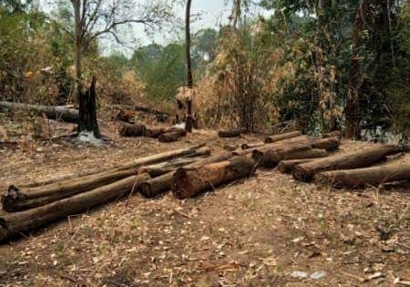 Phát hiện thêm một vụ hủy hoại rừng ở Vườn Quốc gia Yok Đôn