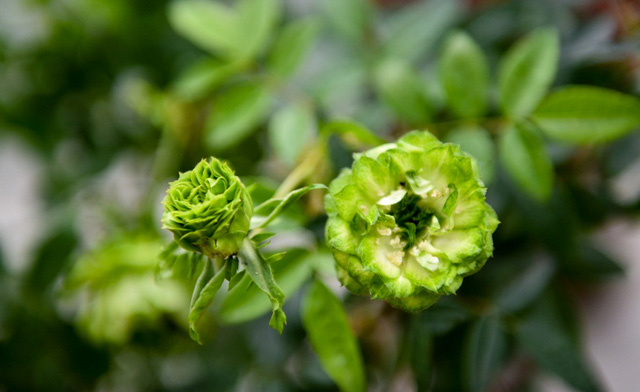 Đặc biệt l&agrave; giống hoa hồng xanh được trồng v&agrave; chăm s&oacute;c tại Việt Nam.