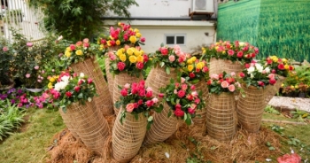 Hàng nghìn cây hoa hồng hội tụ tại lễ hội hoa ở Hà Nội