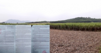 Nghệ An: Sở NN&PTNN thừa nhận tình trạng tranh mua nguyên liệu mía đường