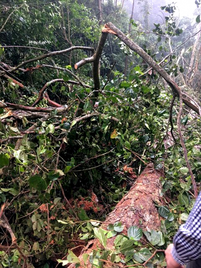 Lực lượng chức năng ph&aacute;t hiện 7 c&acirc;y gỗ bị chặt hạ tại rừng đặc dụng Phong Quang.