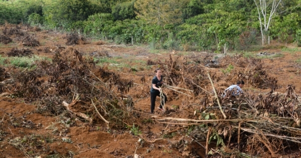 Lâm Đồng: Điều tra việc người dân bị phá hoại 1.000 cây cà phê