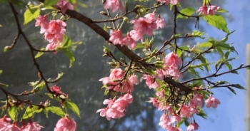 Gần 10.000 cành và 50 cây hoa anh đào từ Nhật Bản đã về đến Hà Nội