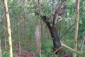 Bí ẩn thi thể treo trên cây trong rừng rậm ở Lộc Điền