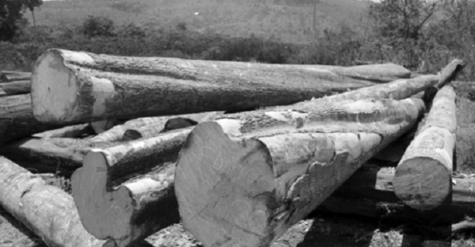 Quy định quản l&yacute; gỗ theo chuỗi c&oacute; đẩy l&ugrave;i được nạn ph&aacute; rừng, bu&ocirc;n lậu gỗ hiện nay? (Ảnh minh họa)
