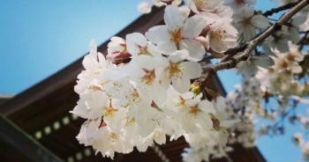 Nhật Bản: Hoa anh đào nở đẹp say đắm lòng người
