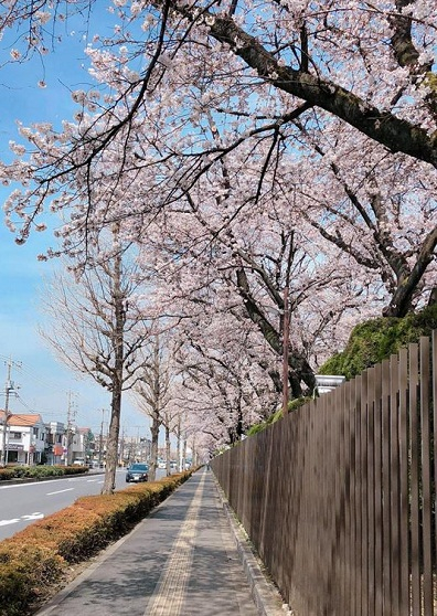 Nhật Bản: Hoa anh đ&agrave;o nở đẹp say đắm l&ograve;ng người