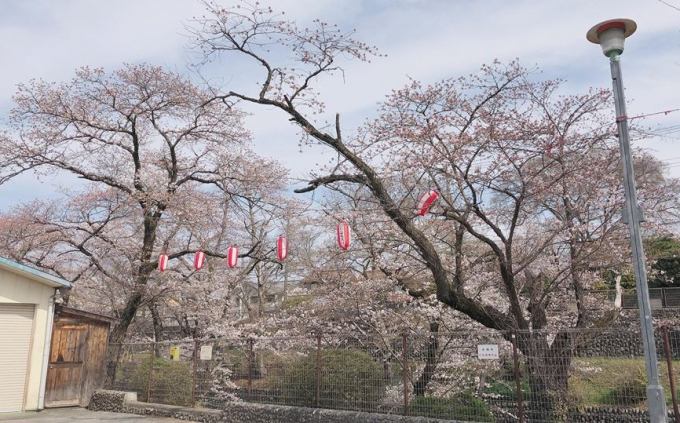 Nhật Bản: Hoa anh đ&agrave;o nở đẹp say đắm l&ograve;ng người