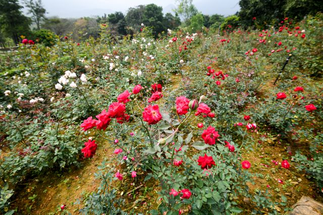 Khu nghỉ dưỡng c&oacute; nhiều hoa hồng lớn nhất Việt Nam với 3-4 triệu b&ocirc;ng hồng.