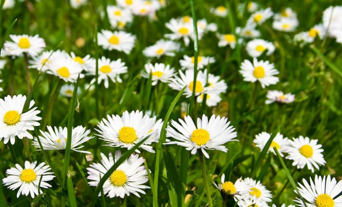 C&uacute;c La M&atilde; (Chamomile)