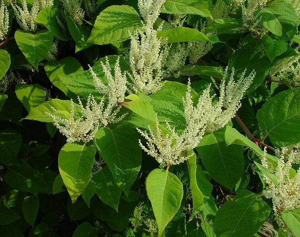 Cốt kh&iacute; củ (Polygonum Cuspidatum)