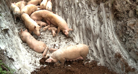 Hải Phòng: Quyết liệt chống dịch tả lợn Châu Phi