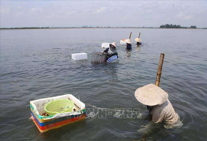 Phụ nữ v&ugrave;ng cửa biển Thuận An (Thừa Thi&ecirc;n-Huế) mưu sinh bằng nghề c&agrave;o ngao. Ảnh: Hồ Cầu/TTXVN