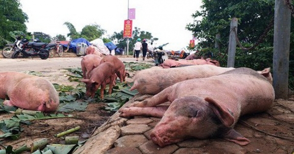 Trang mạng tung tin sai sự thật về dịch tả lợn sẽ bị xử lý