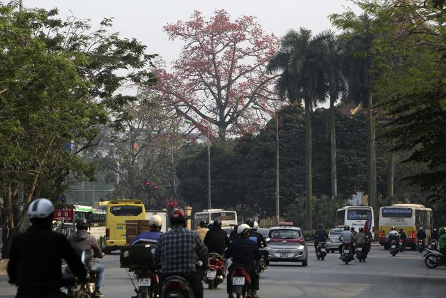 C&acirc;y gạo ra hoa n&ocirc;̉i bật tr&ecirc;n phố.