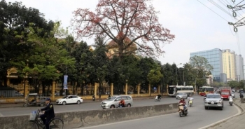 ha noi tho mong trong sac do hoa gao