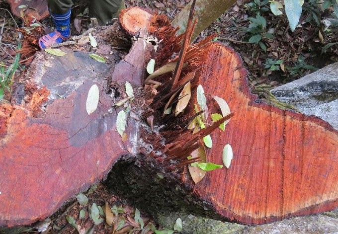 Một gốc gỗ mun sọc ở tiểu khu 650 bị &ldquo;l&acirc;m tặc&rdquo; cắt ngang gốc.