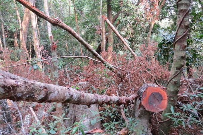 C&agrave;nh, ngọn của những c&acirc;y gỗ mun bị cưa đổ nằm ngổn ngang giữa rừng.