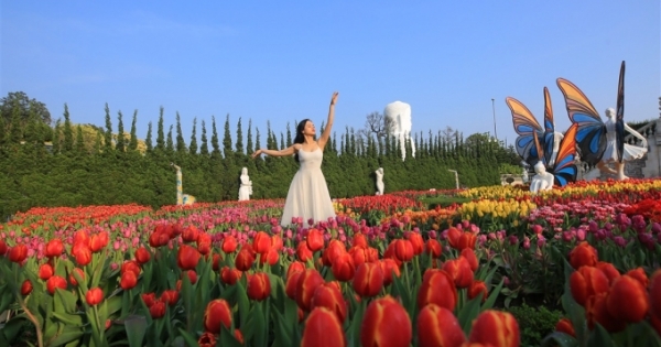 Phiêu lưu trong xứ sở hoa tulip diệu kỳ ngay tại Việt Nam - giấc mơ có thật
