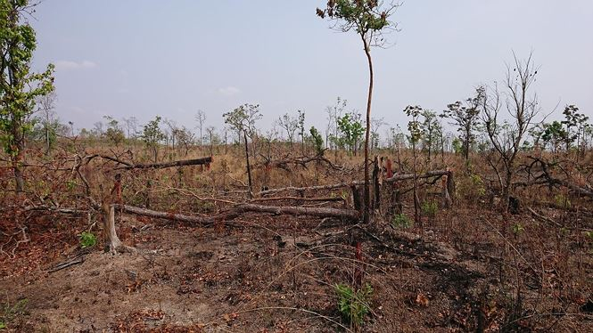11 ha rừng bị đốn hạ để chiếm đất