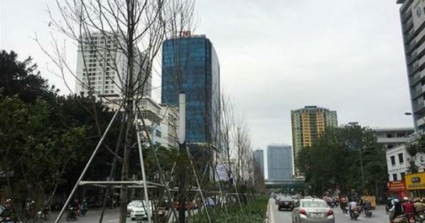 Những hàng cây "ốm yếu" trên đường phố Thủ đô