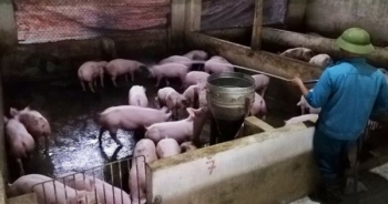 Nghệ An: Người chăn nuôi hoang mang khi xuất hiện thêm ổ dịch tả lợn châu Phi