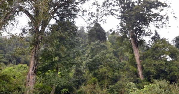 Cách giữ rừng đặc biệt ở Phiêng Luông
