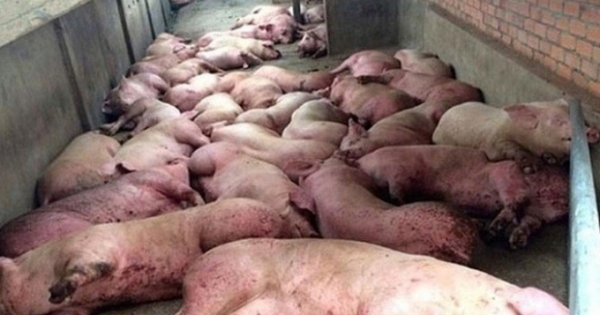 Bệnh dịch tả lợn châu Phi bùng phát tại 16 xã thuộc Thanh Hóa