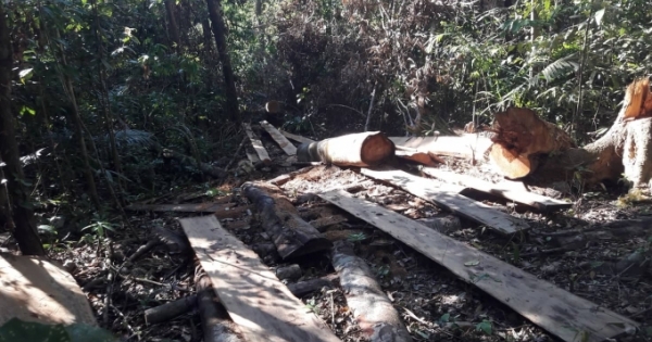 Gia Lai: Khai thác gỗ trái phép 5 đối tượng bị khởi tố, bắt tạm giam