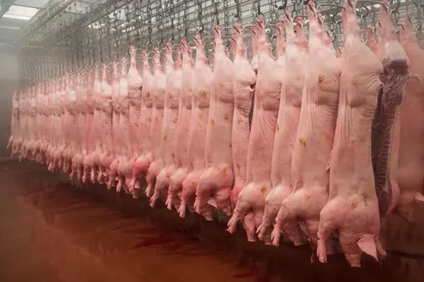 Thay đổi hạn d&ugrave;ng sản phẩm, ti&ecirc;m nước v&agrave;o thịt lợn tại Brazil.