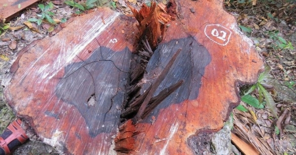Vụ phá rừng gỗ mun ở VQG Phong Nha - Kẻ Bàng: Không khó tìm ra thủ phạm?