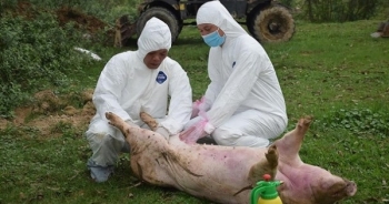 Nghệ An tiêu hủy 28 con lợn bị dịch tả châu Phi