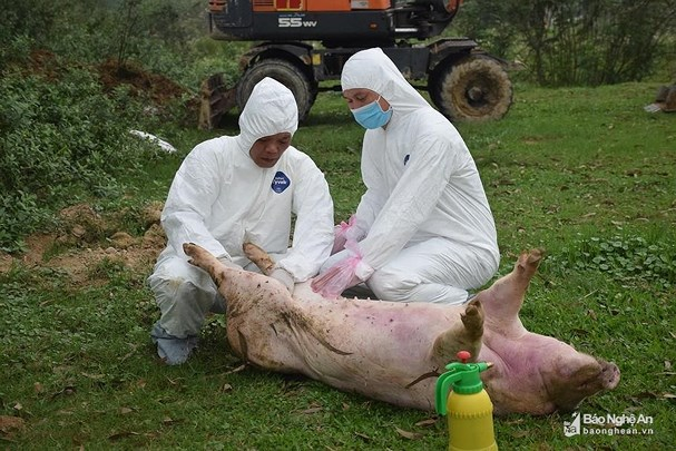 Lấy mẫu dịch tả lợn ở Quỳnh Lưu. Ảnh: Xu&acirc;n Ho&agrave;ng