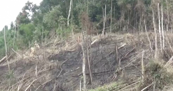 Nghệ An: Phó chủ tịch UBND tham gia phá rừng
