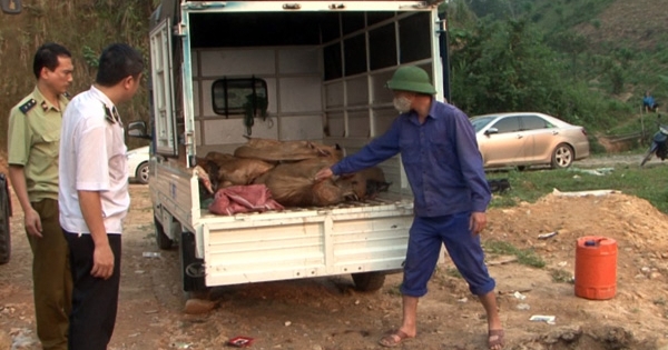 Cục QLTT Lào Cai  tiêu hủy hơn nửa tấn cá tầm nhập lậu