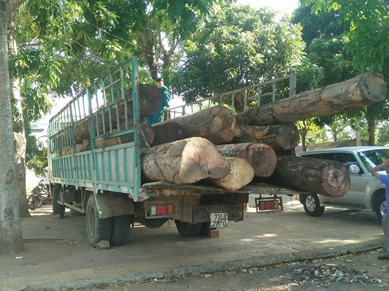 Số lượng gỗ bị lực lượng chức năng bắt giữ.