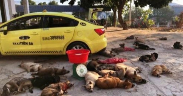Kon Tum: Bắt quả tang đối tượng đưa chó trộm được lên xe taxi