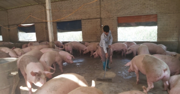 Thủ tướng giao Bộ NNPTNT đưa giá lợn hơi xuống dưới 75.000 đồng/kg