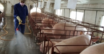 Tin kinh tế 6AM: Chính phủ yêu cầu 3 Bộ kiểm soát giá lợn