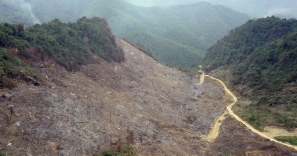 Nhiều diện tích rừng phòng hộ bị chặt hạ tại Tuyên Quang không tìm được thủ phạm?