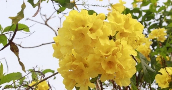 Hoa chuông vàng khoe sắc nơi phố núi Sơn La