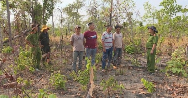 Bắt nhóm đối tượng phá 2ha rừng để chiếm đất làm rẫy