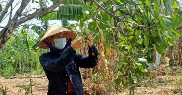 Bà Rịa - Vũng Tàu: Nông dân trồng Điều âu lo khi sản lượng giảm, giá thành thấp